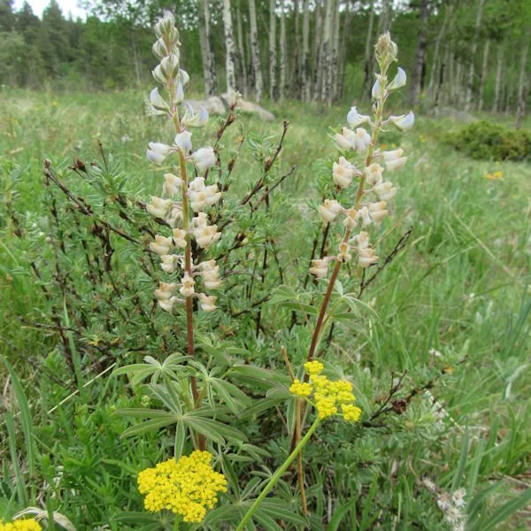 lupine1600.jpg