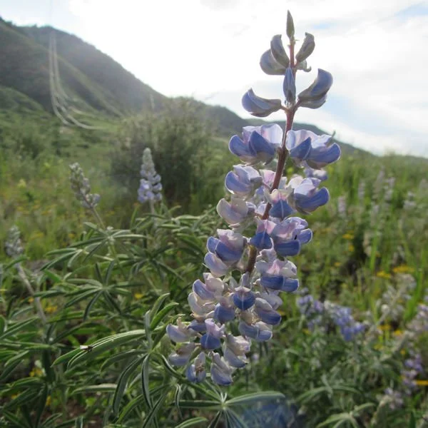 lupine4600.jpg