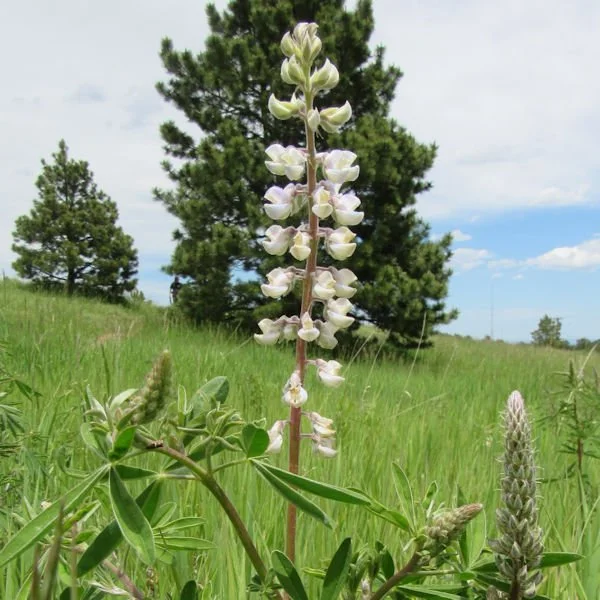lupine7600.jpg