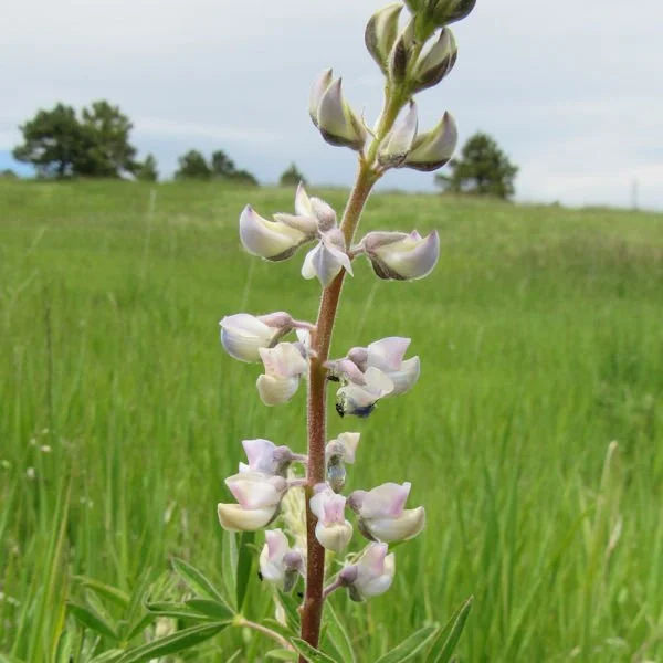 lupine8600.jpg