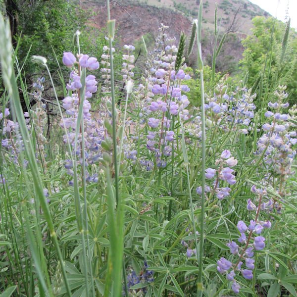 lupine9600.jpg