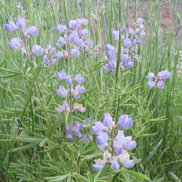 lupine10600.jpg
