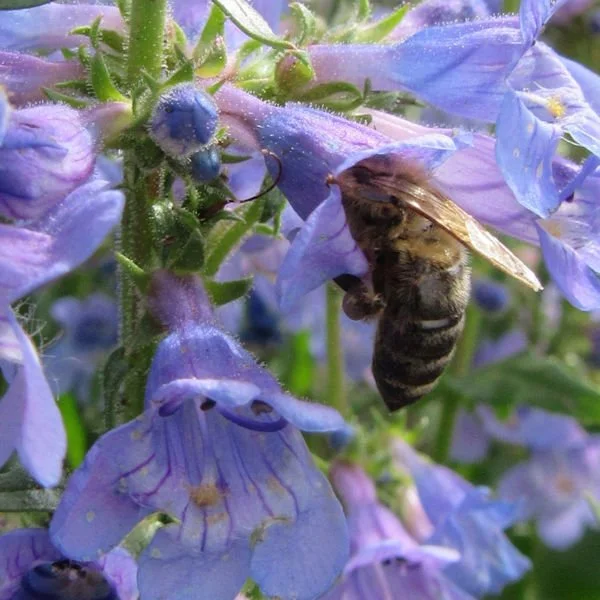 penstemon4600.jpg