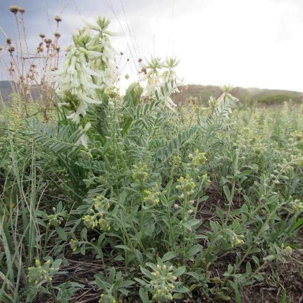 milkvetch2600.jpg