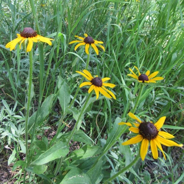 blackeyedsusan3600.jpg