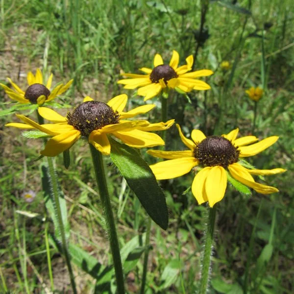 blackeyedsusan2600.jpg