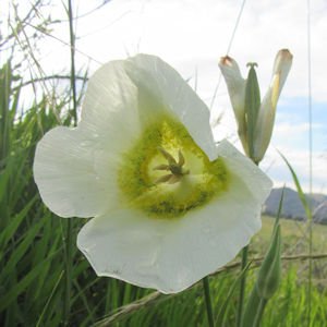 White + Yellow Wildflowers