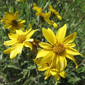 Yellow + Orange Wildflowers