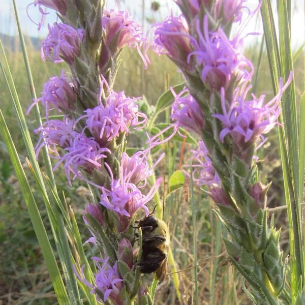 liatris2600.jpg