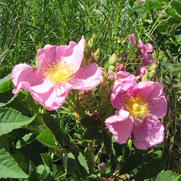 wildrose3600.jpg