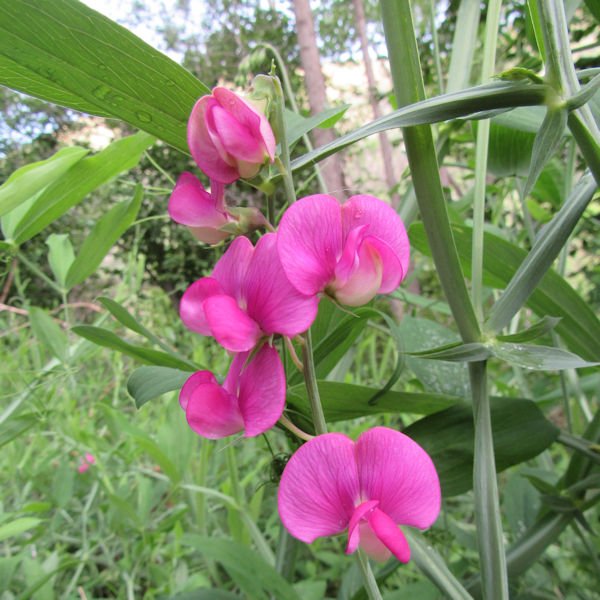 sweetpea3600.jpg