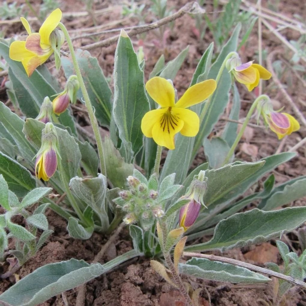 💛 I found tiny these tiny Nuttall's violets blooming along the trail yesterday evening in Matthews Winters Park 💛

Yellow prairie violet, Viola nuttallii 💛
The genus name Viola means violet in Latin, but her only purple coloring is the nectar guid