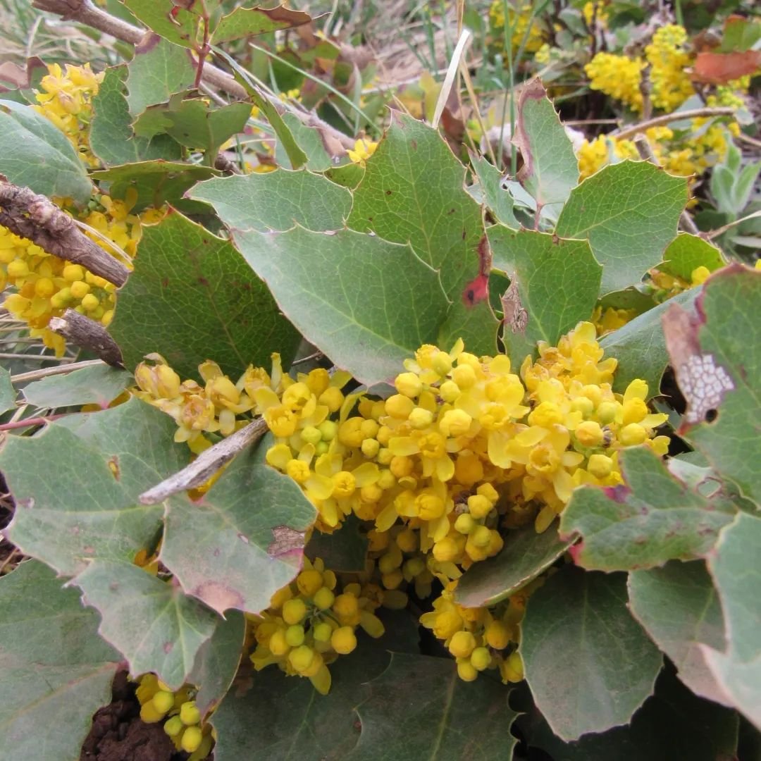 With wild plum and prairie violets, Oregon grape was blooming all along the trail yesterday evening at Matthews Winters Park 💛

Oregon Grape, Mountain holly, Grape holly (or hollygrape), Barberry, Creeping Mahonia, Mahonia repens 💛

A beauty for al