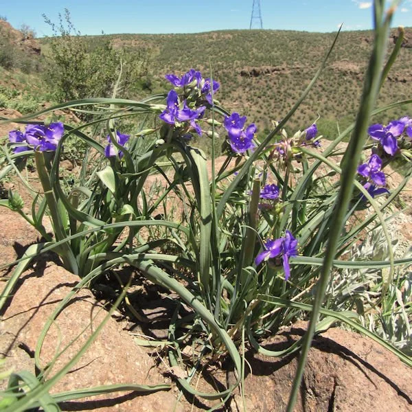 spiderwort2600.jpg