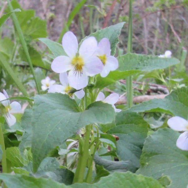 canviolet5600.jpg