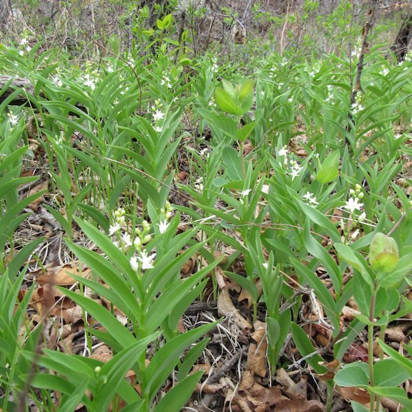 starlily2600.jpg