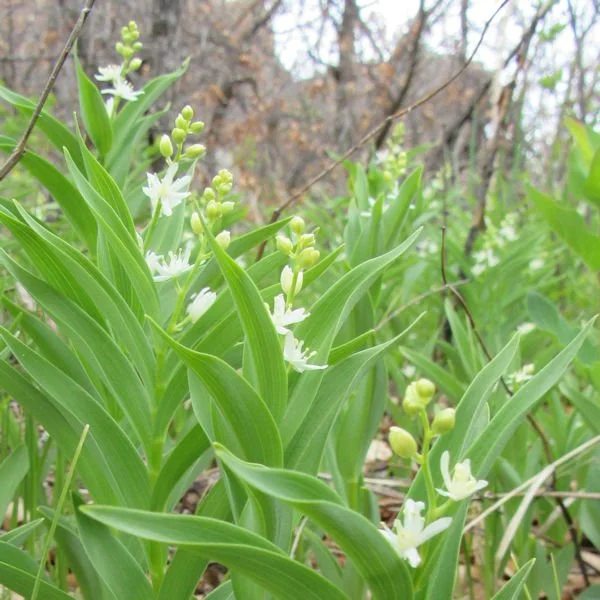 starlily3600.jpg
