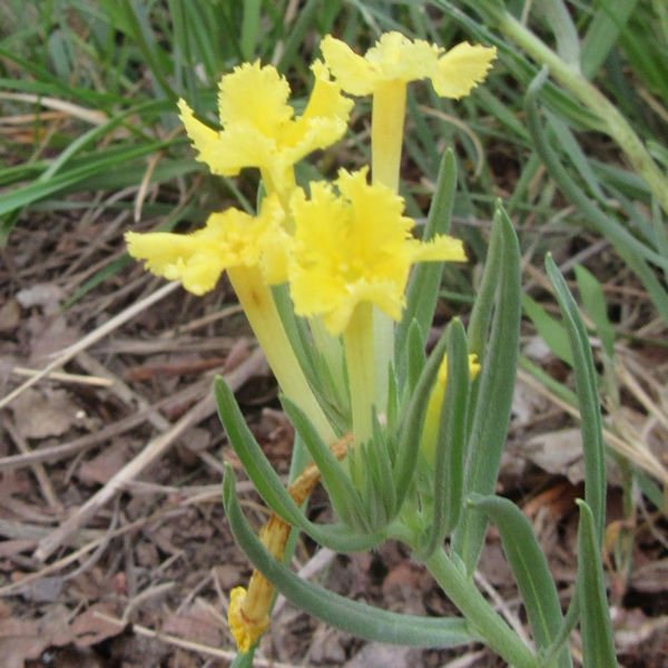 puccoon4600.jpg