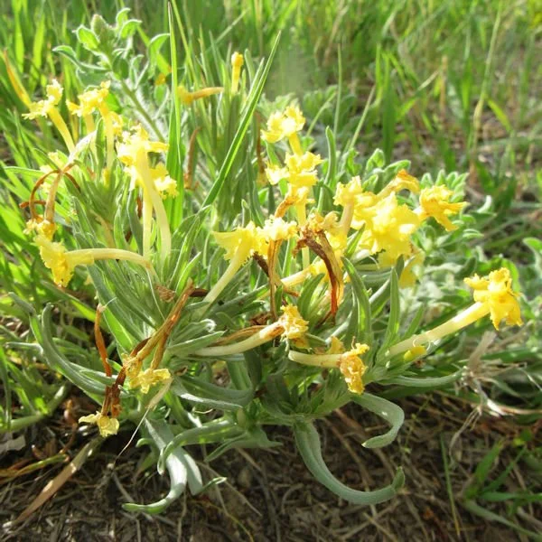 puccoon5600.jpg