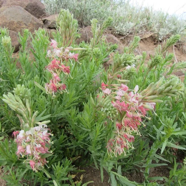 scarletbeeblossom1600.jpg