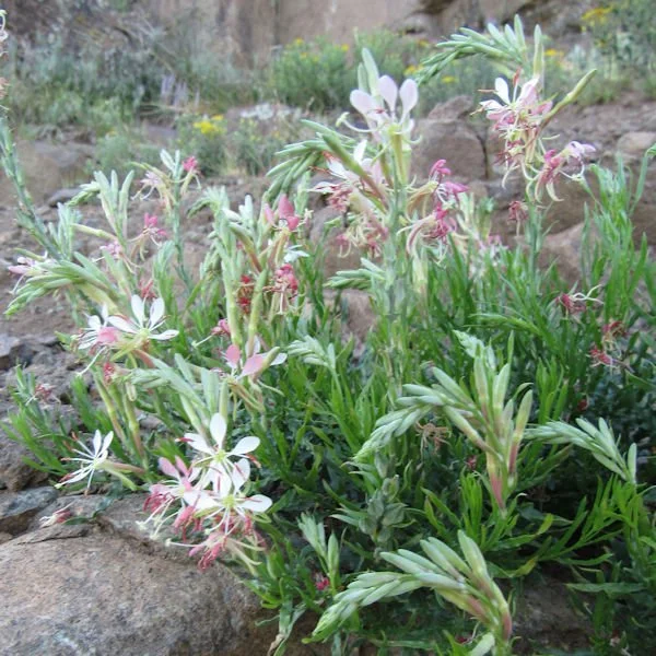 scarletbeeblossom2600.jpg