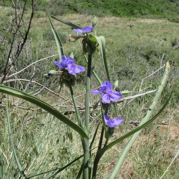 spiderwort4600.jpg