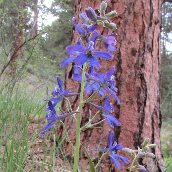 larkspur4aa600.jpg