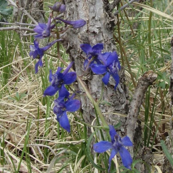 larkspur3a600.jpg