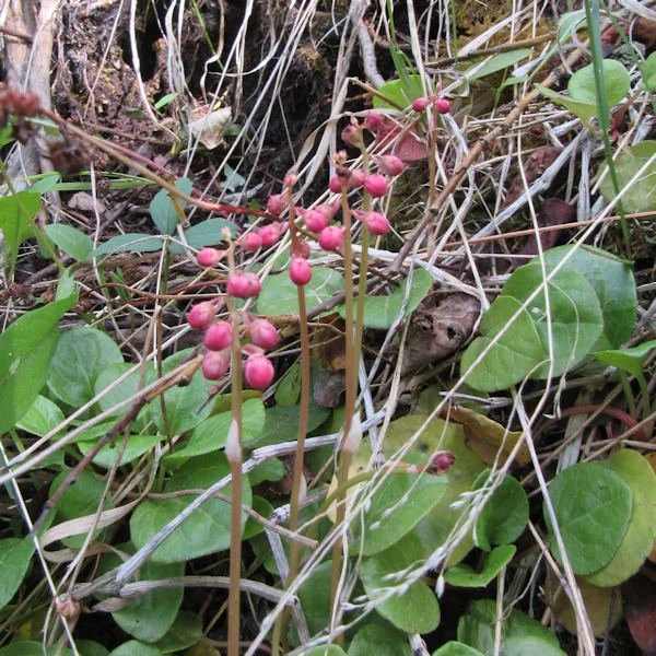 pinkpyrola2600.jpg