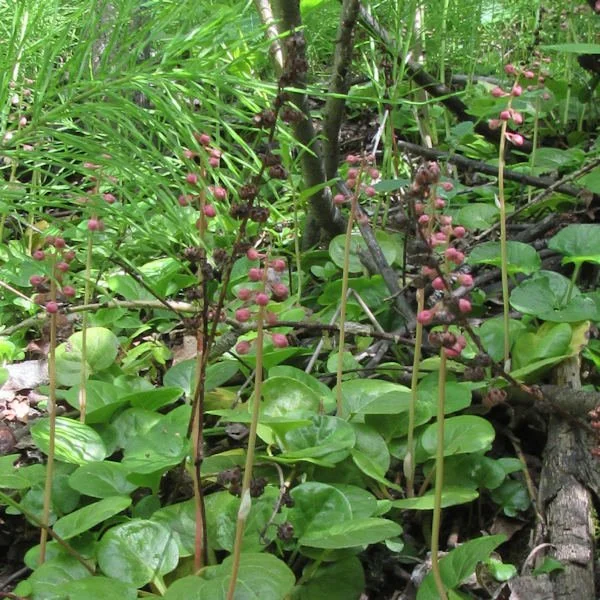 pinkpyrola3600.jpg