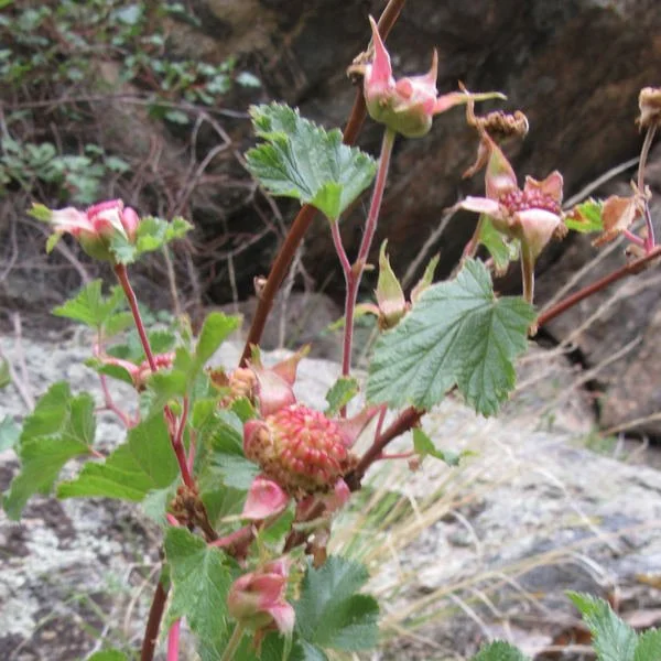 boulderraspberryberry2600.jpg