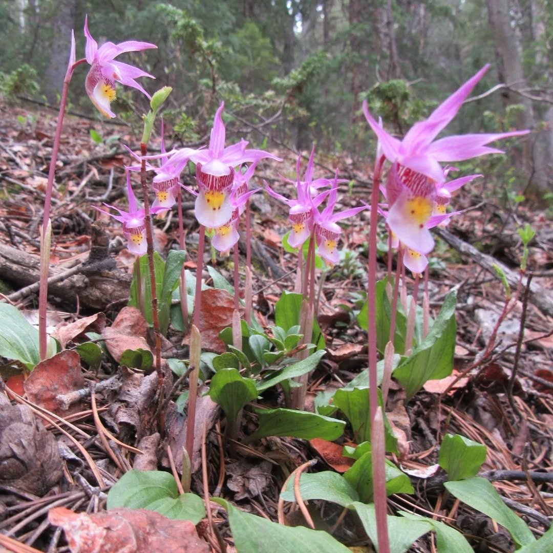June is the month&nbsp;of midsummer fairy forest full moon magic, and this year was a dream come true!&nbsp;✨🩷✨&nbsp;Last week, we found an entire hillside of fairy slipper orchids!&nbsp;✨🩷✨&nbsp;I read where they were blooming @goldengatecanyoncpw