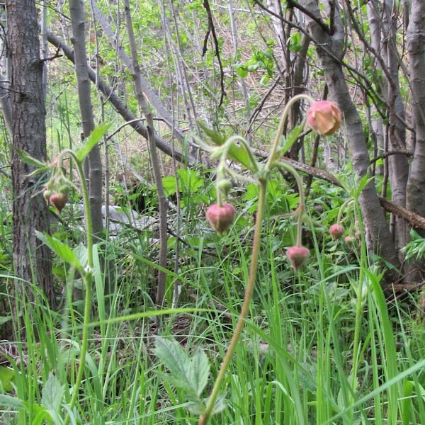 prairiesmoke600.610.3.jpg