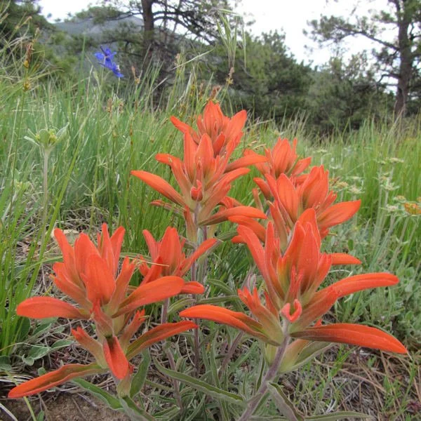 paintbrush600.610.1.jpg