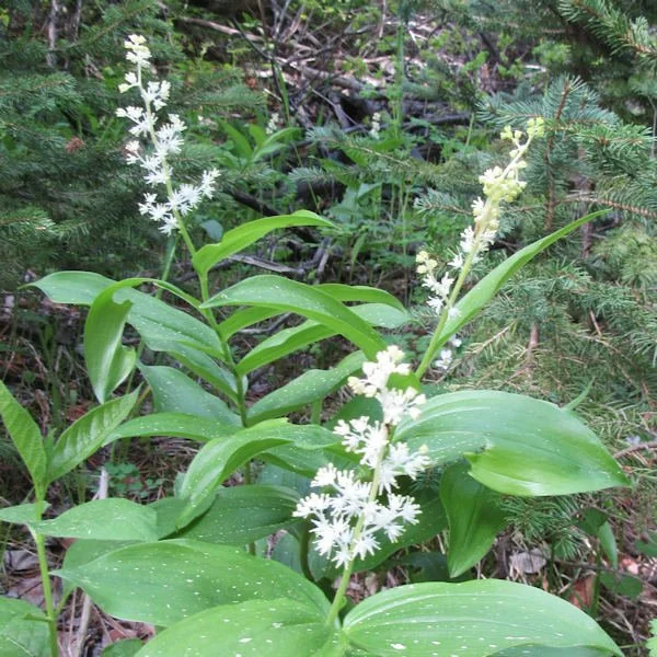 starlily600.6101.jpg