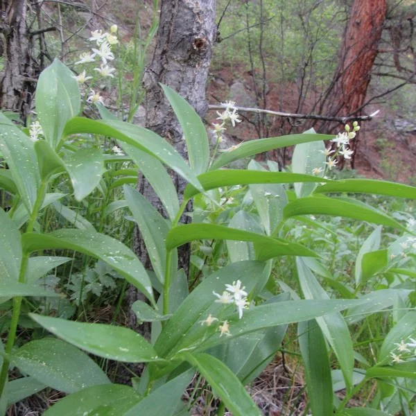 starlily600.6102.jpg