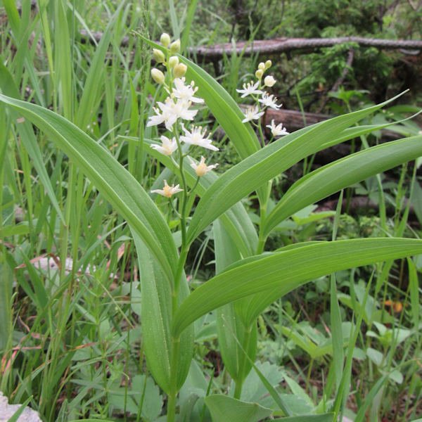 starlily600.6103.jpg