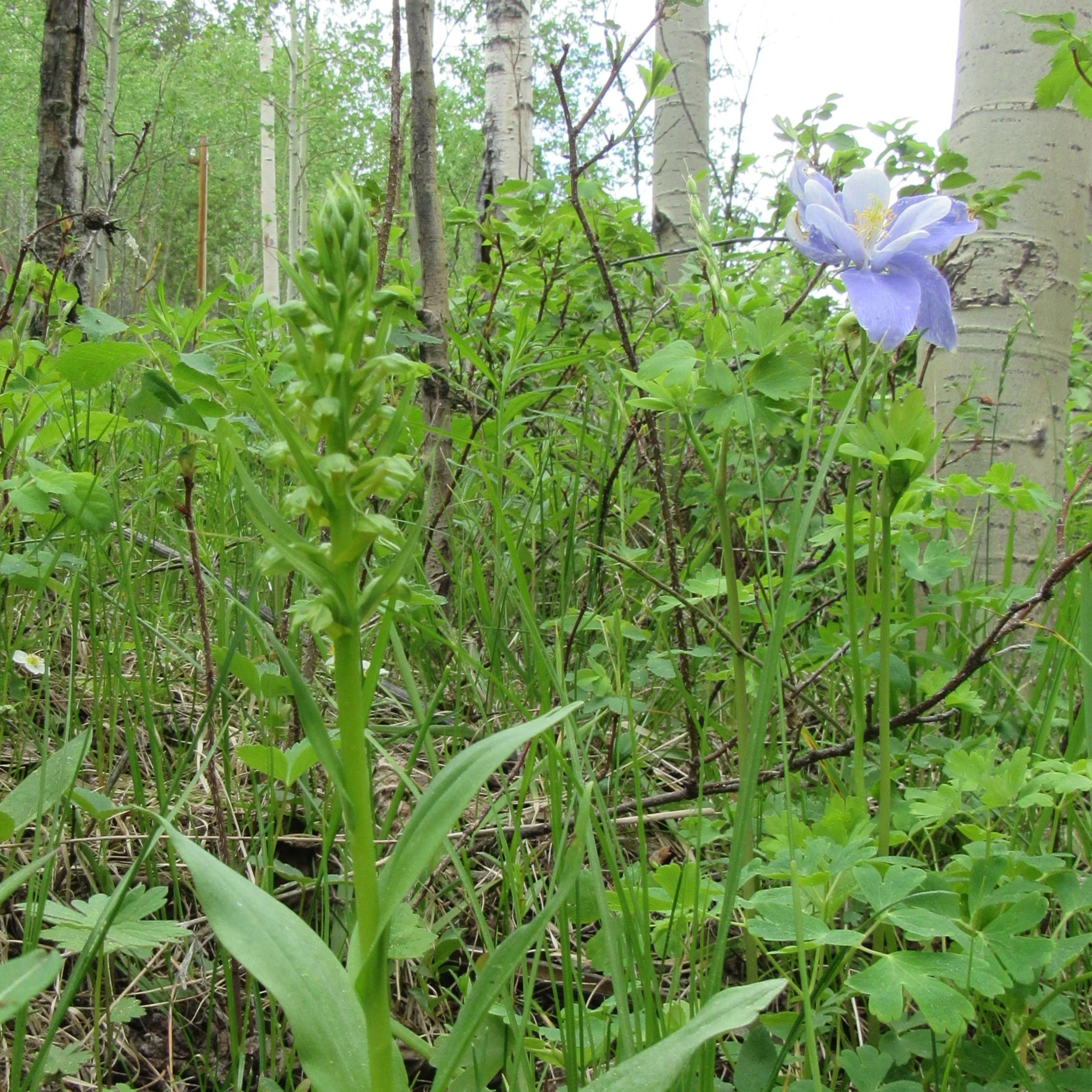 bogorchid8600.JPG