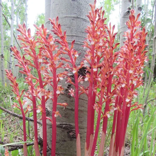coralroot4600.jpg
