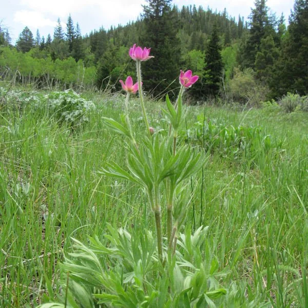 cutleafanemone2600.jpg