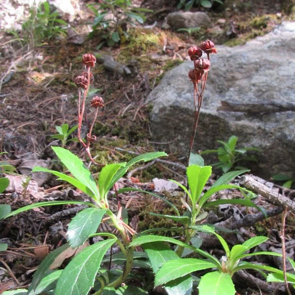 wateravens1600.jpg