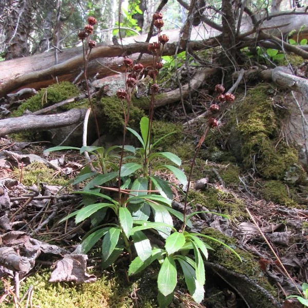 wateravens3600.jpg