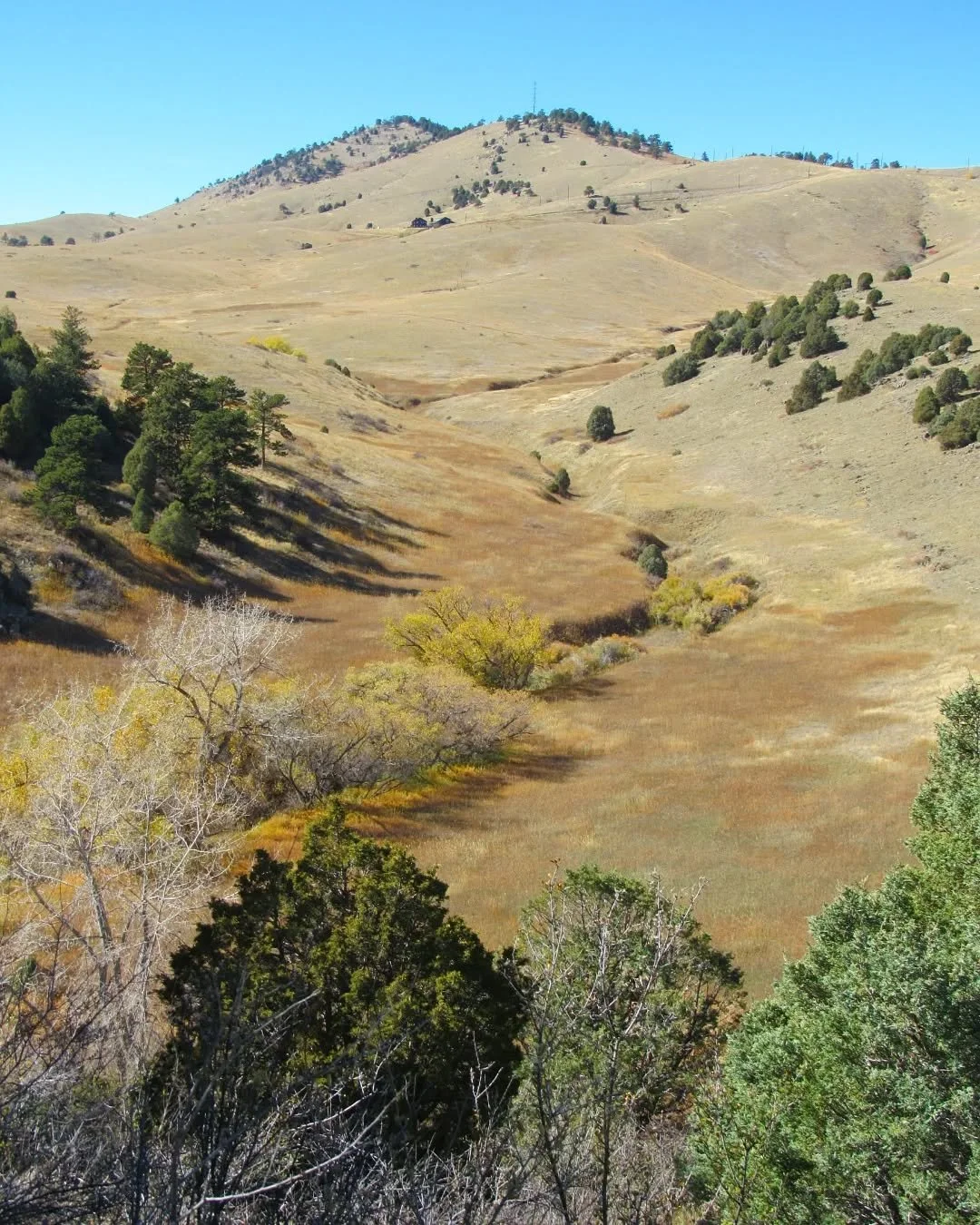 More from sunny Centennial Cone Park&nbsp;🌾⛰️🌞&nbsp;We took Travois Trail and Evening Sun Loop (from the Golden Gate Canyon side), so close to Golden and it feels so wonderfully open and remote~ look at those views!&nbsp;⛰️&nbsp;There's an entire o