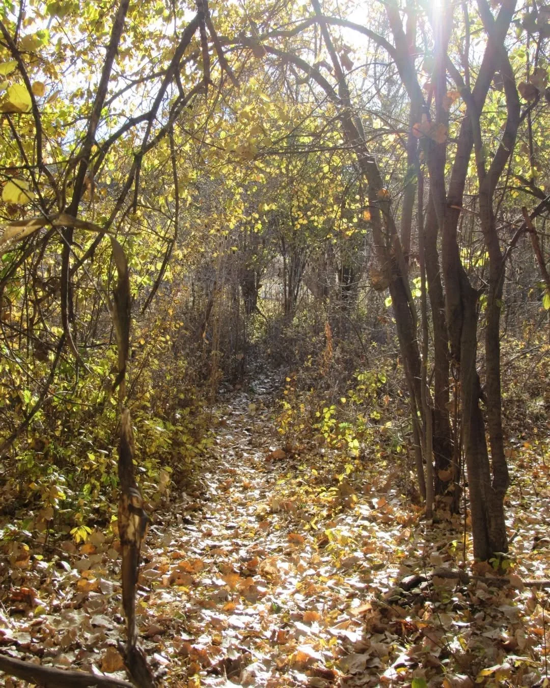 A few November scenes from along Clear Creek in Wheat Ridge&nbsp;🍂&nbsp;Wishing you a wonderful Saturday!&nbsp;💛