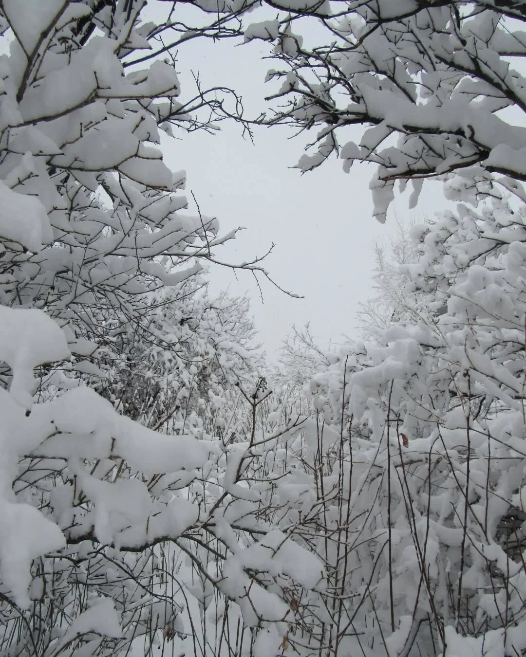 It's been a wintery week here~ finally, and just in time for holiday lights&nbsp;❄️🎄✨&nbsp;About 6 inches on Wednesday morning, and a little walk before shoveling the driveway and heading out to work in this pretty&nbsp;little snow globe world&nbsp;