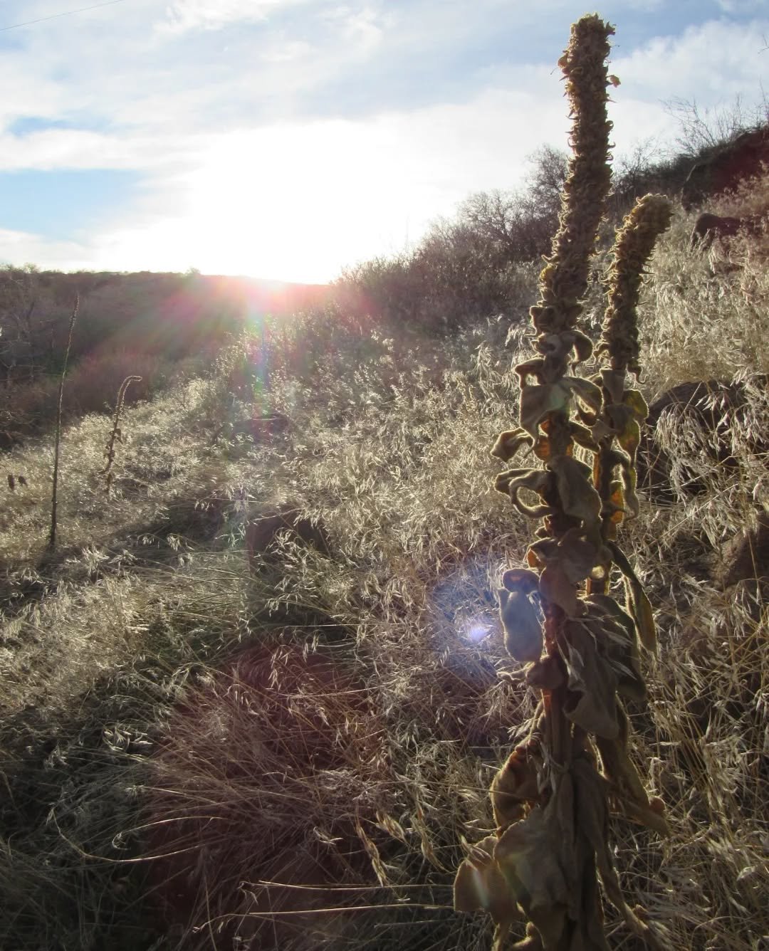 An afternoon hike on South Table&nbsp;🌾🌞🌾&nbsp;We had a couple of inches of snow last weekend, but it's been such a warm and dry season. A little&nbsp;unsettling, but it's hard not to enjoy sunshine when you can&nbsp;💛&nbsp;Walking into 2026 like
