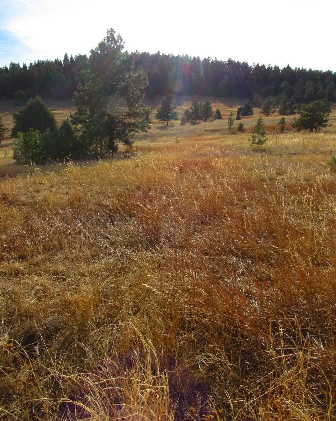 Good morning, friends&nbsp;💛&nbsp;It's a brand new week, still a new year full of beauty and possibilities&nbsp;💛&nbsp;Last week was heavy for us all&nbsp;💙&nbsp;We sure welcomed some much-needed snow here (about 4 inches), but f that ICE!&nbsp;❄️