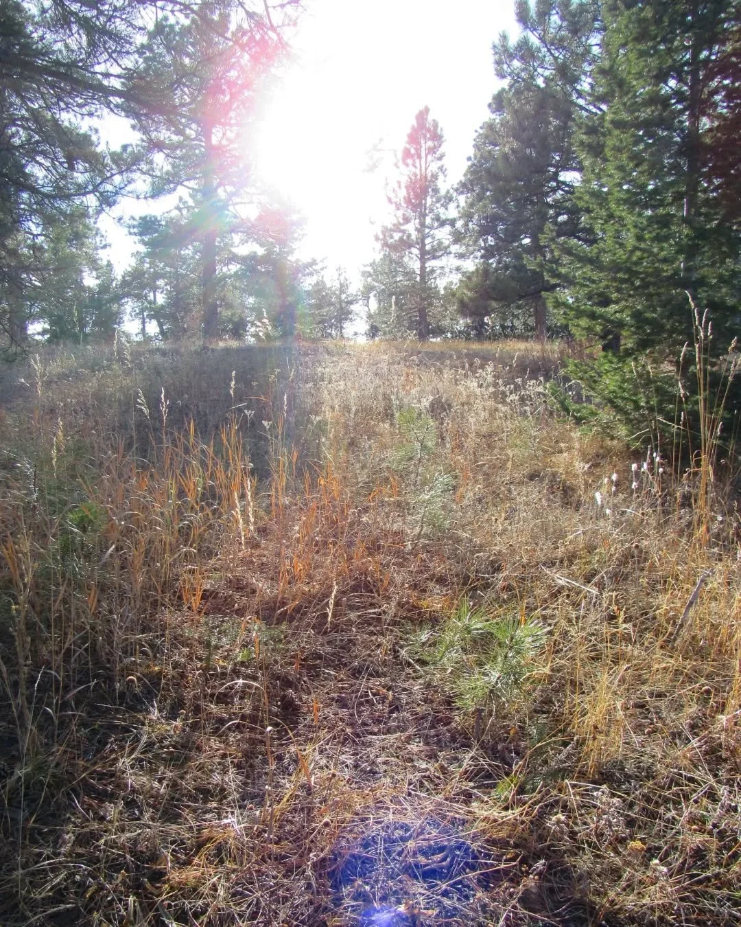 More from our first hike of the year, from Mount Falcon's&nbsp;west trailhead&nbsp;🌾🌲⛰️&nbsp;We took Castle Trail to Tower Trail and Eagle Eye Shelter, with a view over Parmalee Gulch, Indian Hills, Turkey Creek to Mount Blue Sky and the Continenta