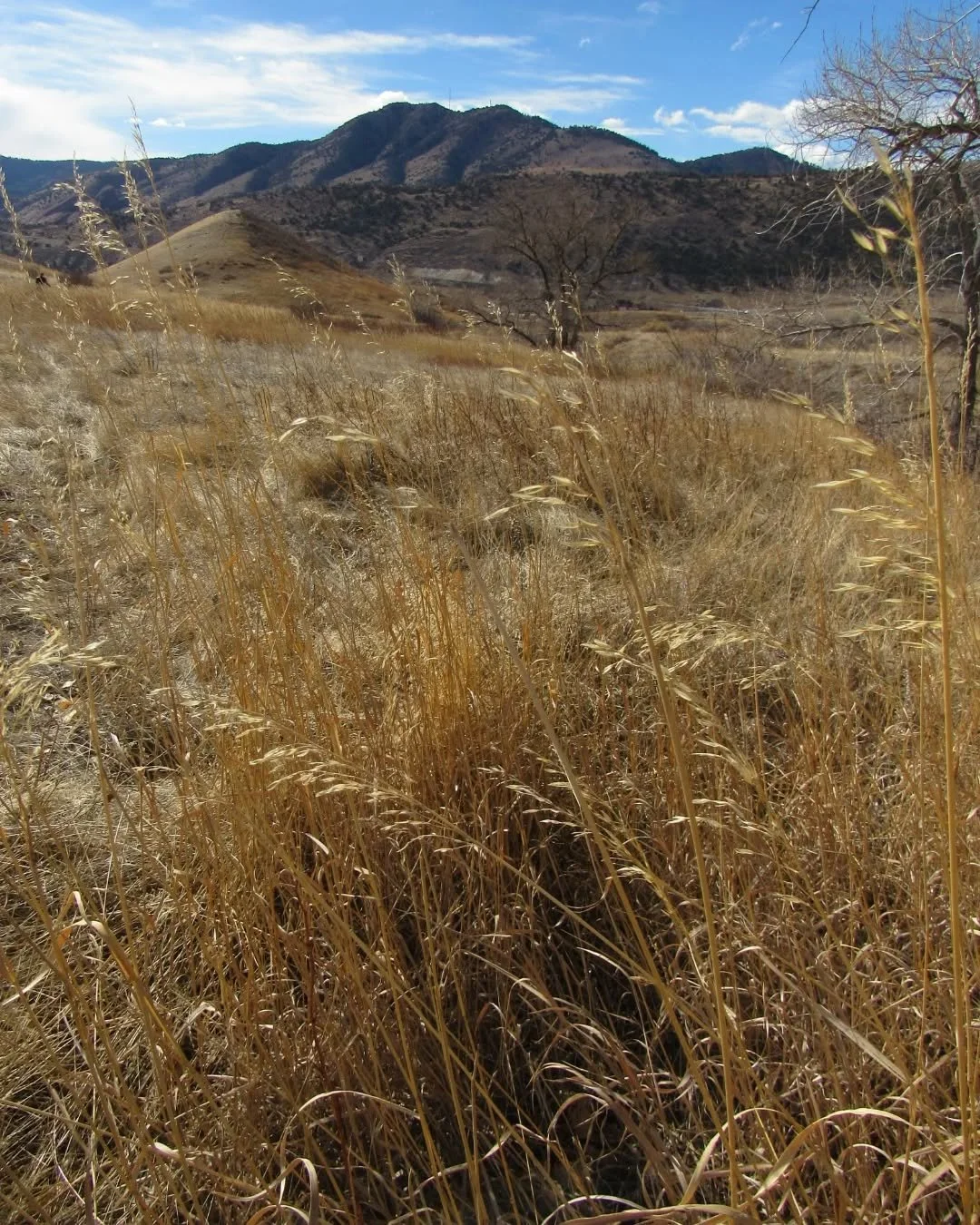 A warm, windy&nbsp;weekend walk on Green Mountain&nbsp;🌬️🌾🌞&nbsp;On this side of the grassy hill, sandstone&nbsp;boulders look over Dinosaur Ridge, I-70, and Mount Morrison 🌾&nbsp;Can you find Red Rocks in #9?&nbsp;🌾&nbsp;Wishing you a 💖LOVEly?