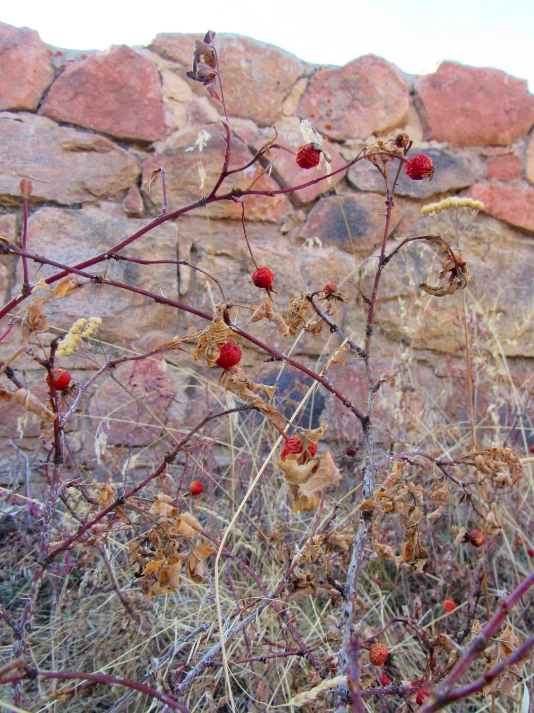 Castle Trail in Mount Falcon Park, ruins of a Gilded Age mansion, and some Colorado history, on a windy mountaintop&nbsp;🌲⛰️✨&nbsp;John Brisben Walker was an entrepreneur and visionary, the owner of Cosmopolitan Magazine and the Stanley Steamer stea